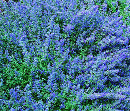 CATMINT BLUE Nepeta Mussinii – 250 Seeds