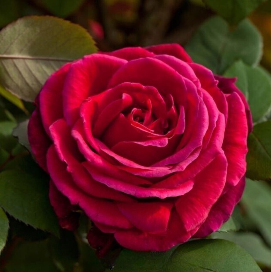 Red Mr Lincoln Hybrid Rose – Pack 30 Seeds – Rose Flower Seeds for Gardening
