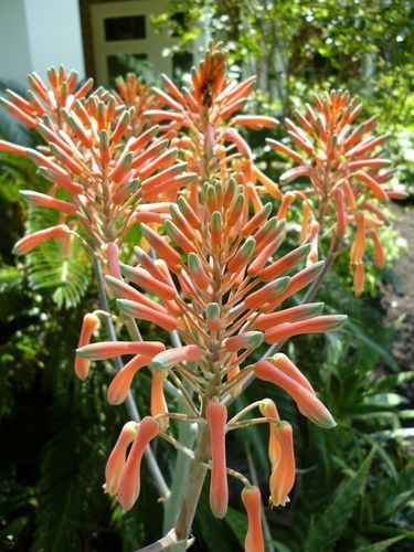 3 Aloe Vera Starter Plant -Rooted Succulent hardy zone 9-11 or Houseplant