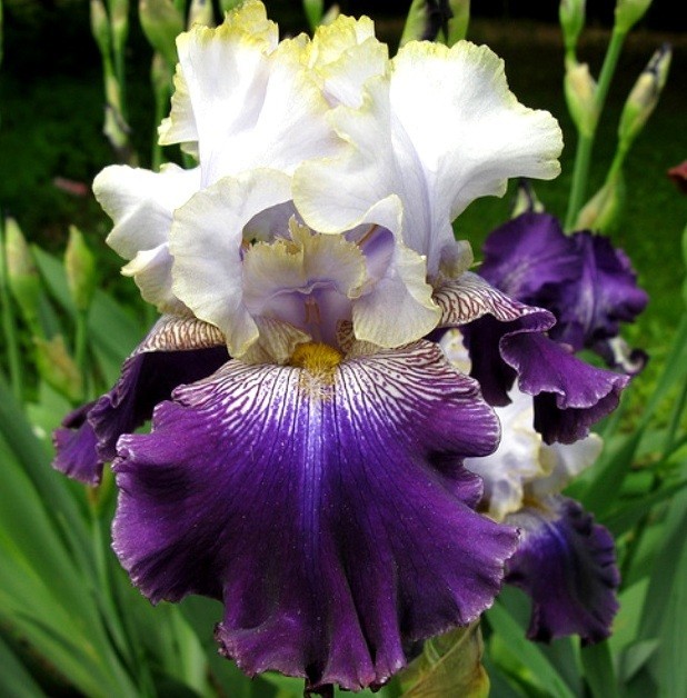1 (one) Tall Bearded Iris Rhizome/Bulb SLOVAK PRINCE~2003 Award Winner~FREE SHIP