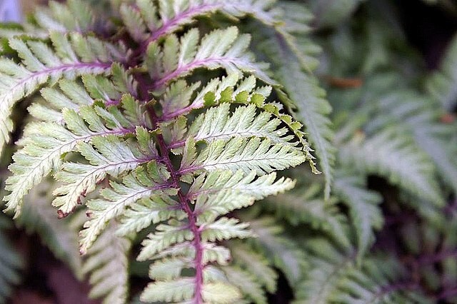 LADY FERN ‘REGAL RED’ 1000 SPORES (SEEDS*) FILIX FEMINA NIPONICUM, COLD HARDY