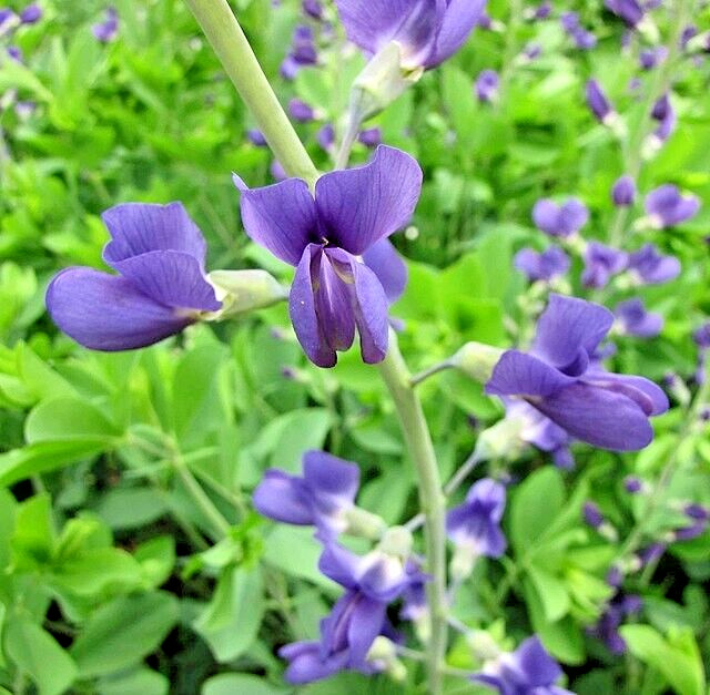BLUE FALSE INDIGO 50 SEEDS, BAPTISIA AUSTRALIS, SUPER HARDY ZONE 3-10