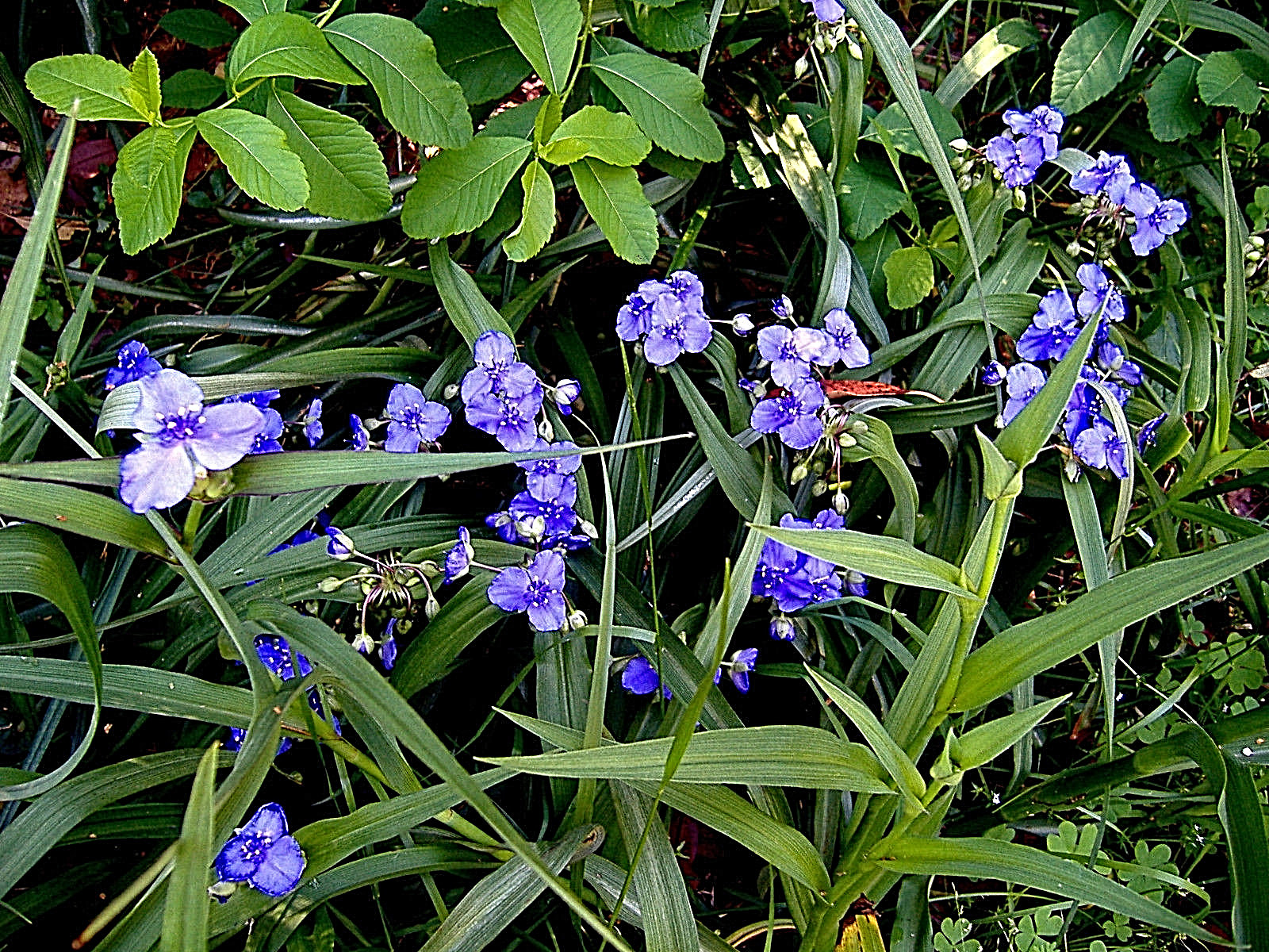 20+ SPIDERWORT TRADESCANTIA FIBROUS BARE ROOTS USDA ZONE 4~9