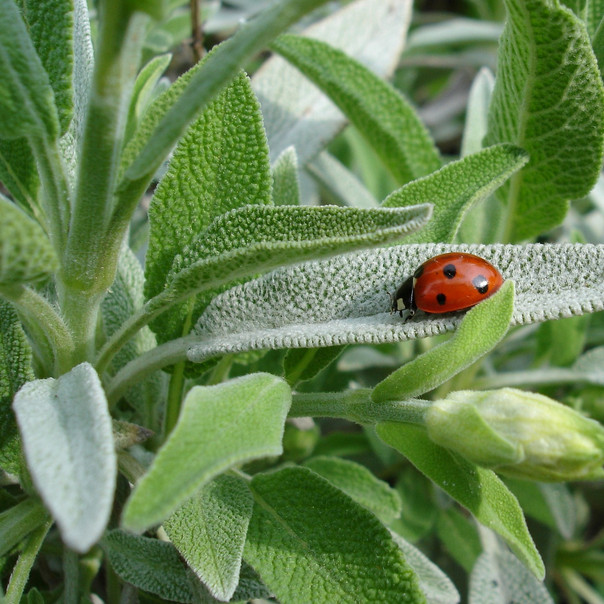 Sage Seeds | Heirloom / Non-GMO | Free Shipping | Herb Seeds | Seed Store | 1167