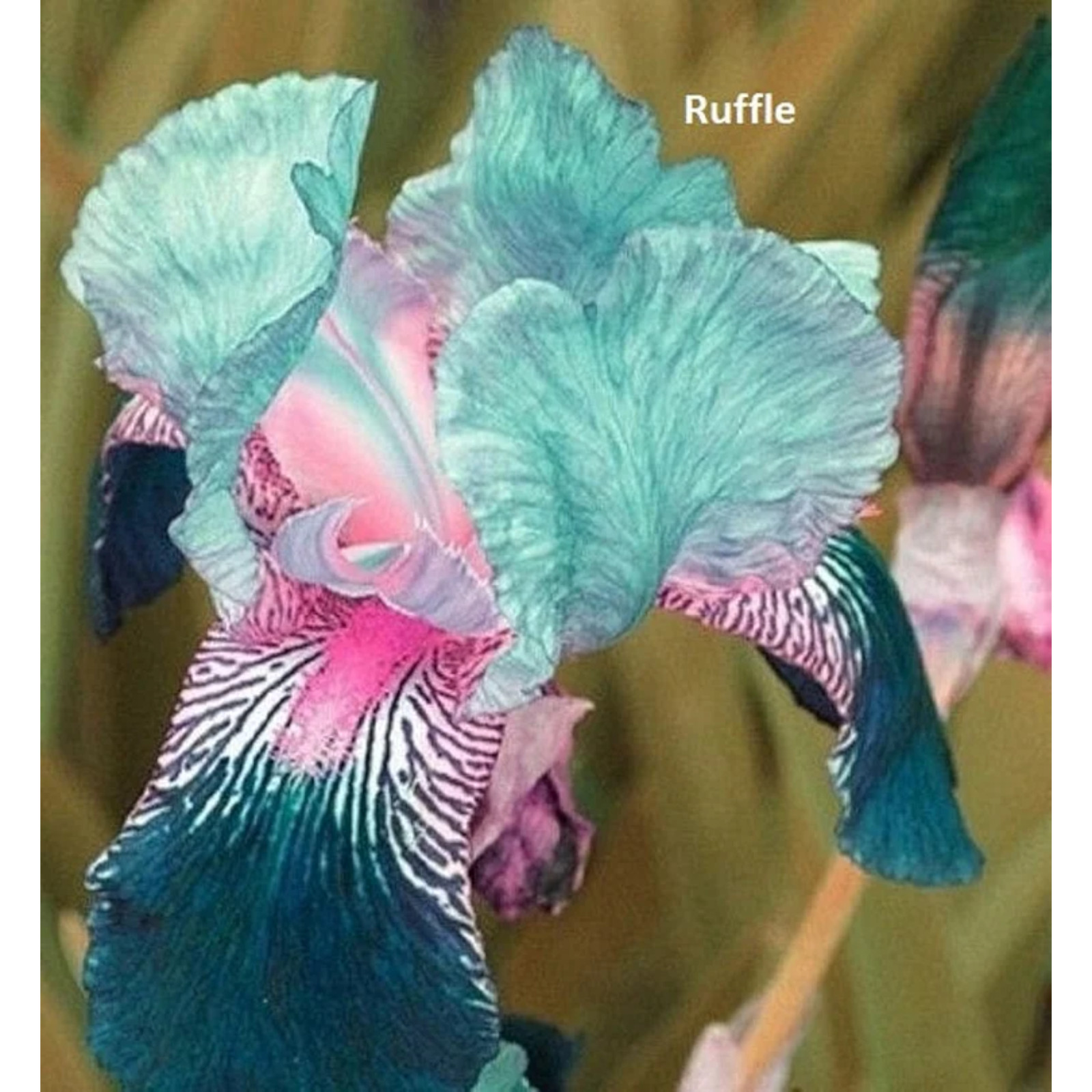 Mixed Color Rare Iris Flower Seeds (30pcs) – Perennial, Iris for Autumn Blooms