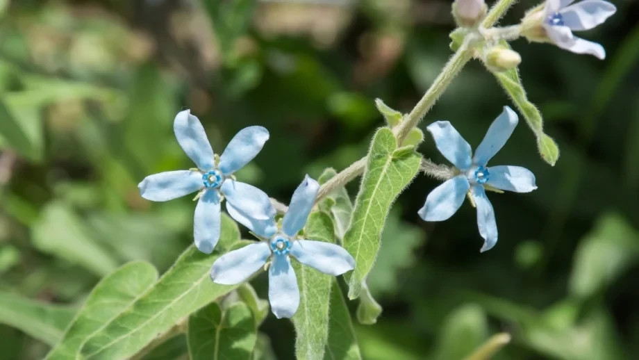 TWEEDIA BLUE MILKWEED Southern Star Caerulea Oxypetalum Flower Vine Seeds (10)