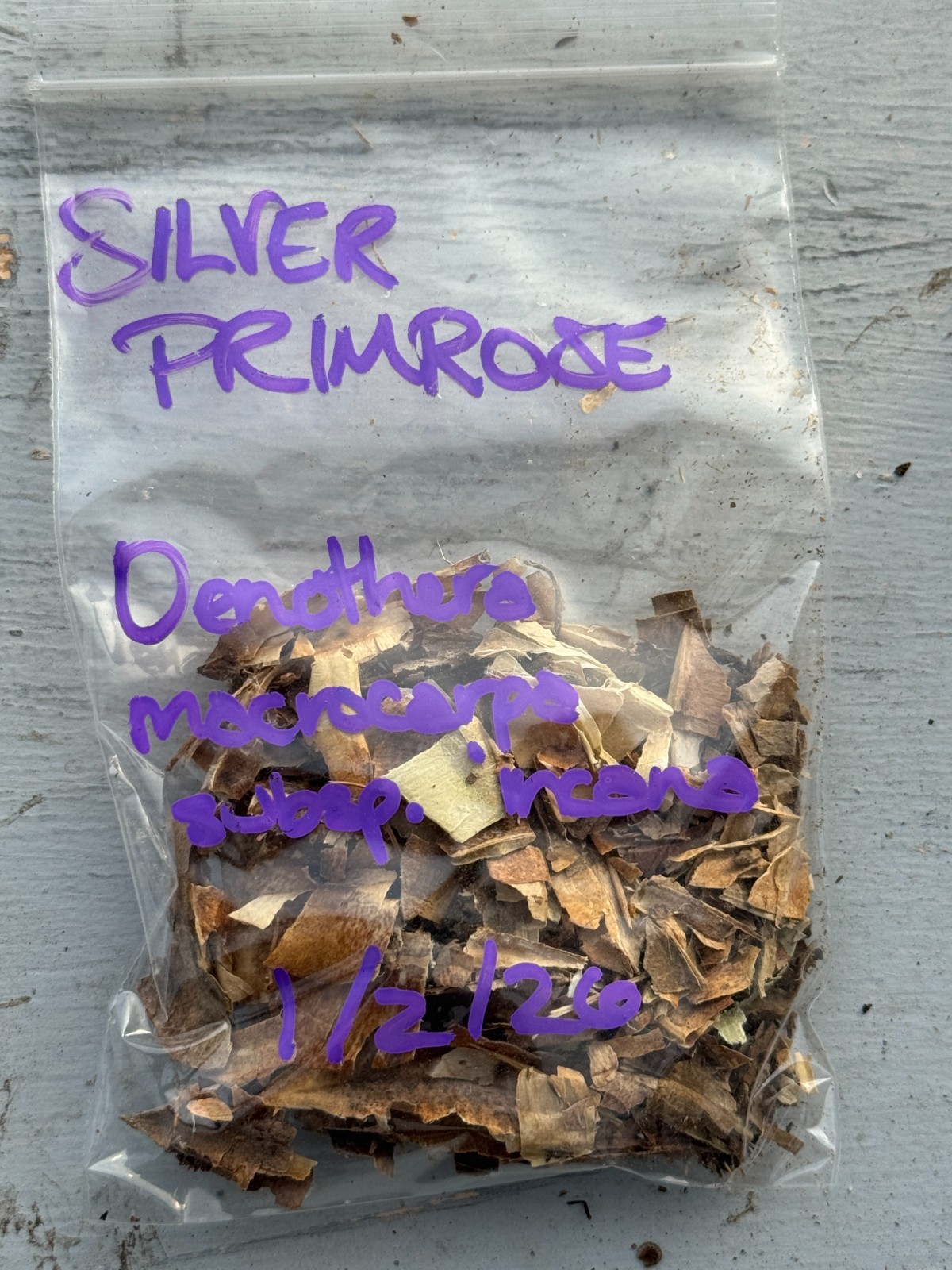 BULK SEEDS!…Oenothera macrocarpa…Silver-leaf Missouri Primrose…QTY/bag=100