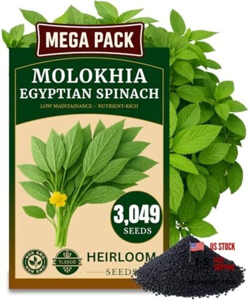 3000+ USA Premium Egyptian Spinach Seeds (Molokhia), Non-GMO Seeds, Fast
