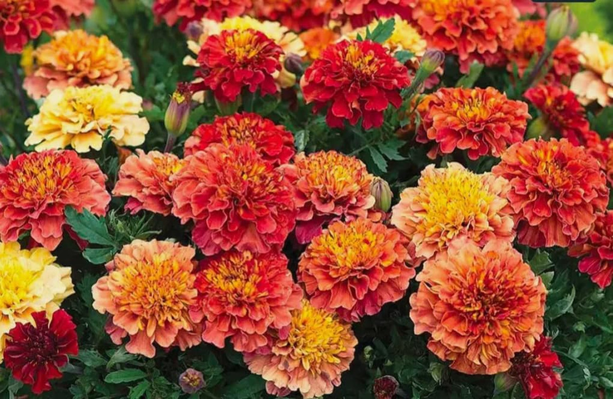 100PCS French Marigold Strawberry Blonde Seeds Tagetes Patula Heirloom Flower Se
