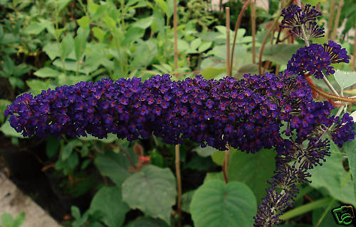 Buddleia davidii Black Knight 20 seeds