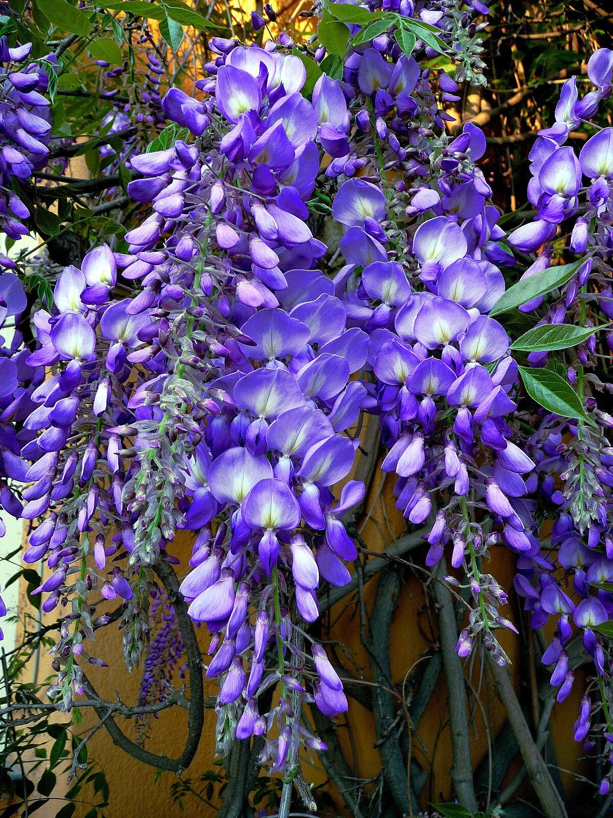 100 Chinese Blue Wisteria sinensis Tree Seeds Fast Climber Flower Vine Hardy
