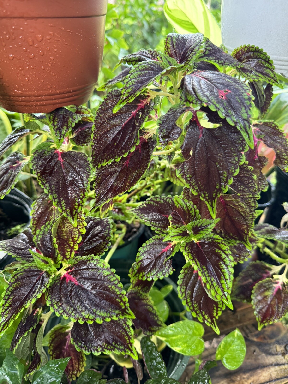 COLEUS CHOCOLATE MINT