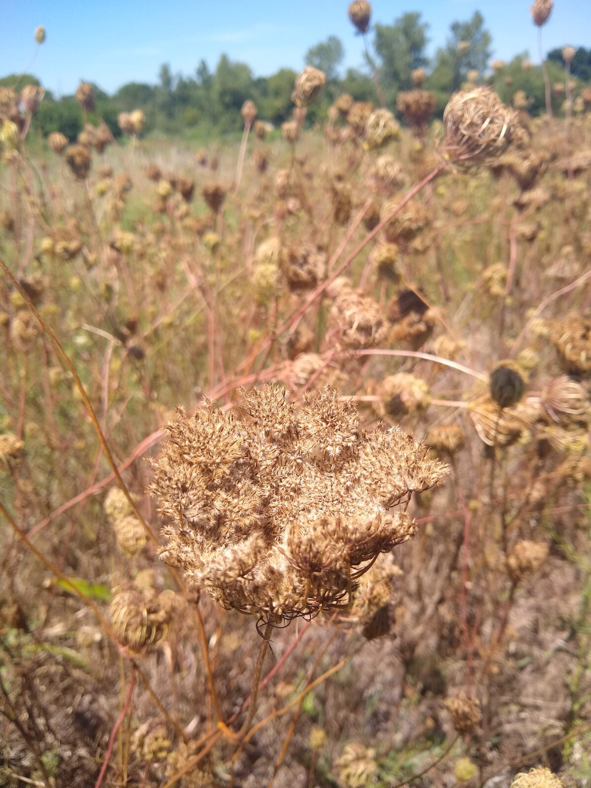 Queen Anne’s Lace Seed (Daucus carota) ~ Wild Carrot ~ 500 seeds to 1 lb bulk