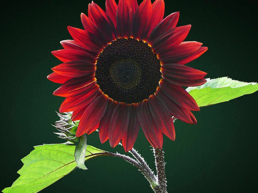 Sunflower Seeds Chocolate Cherry 35+ Annual Flower Garden FREE SHIPPING BLOOMS