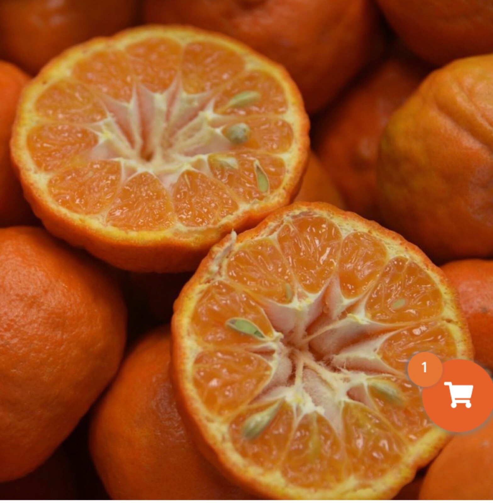 California only! Dancy Semi-Dwarf Tangerine Tree 18-36 inches tall, grafted