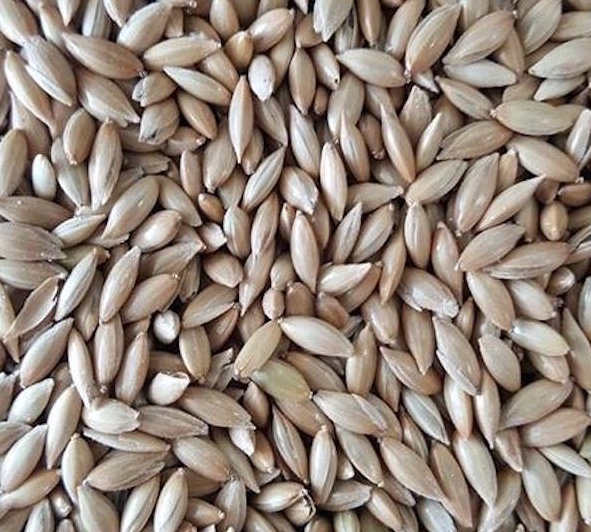 100% Pure Canary Seed Natural Choose size (1-30 Pounds)