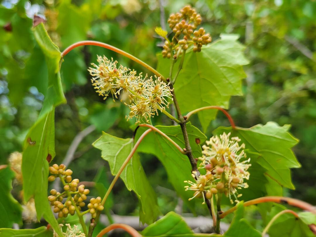 Southern Fox Grape | 25 Seeds | Vitis Rotundifolia | Florida Native | Ecotype