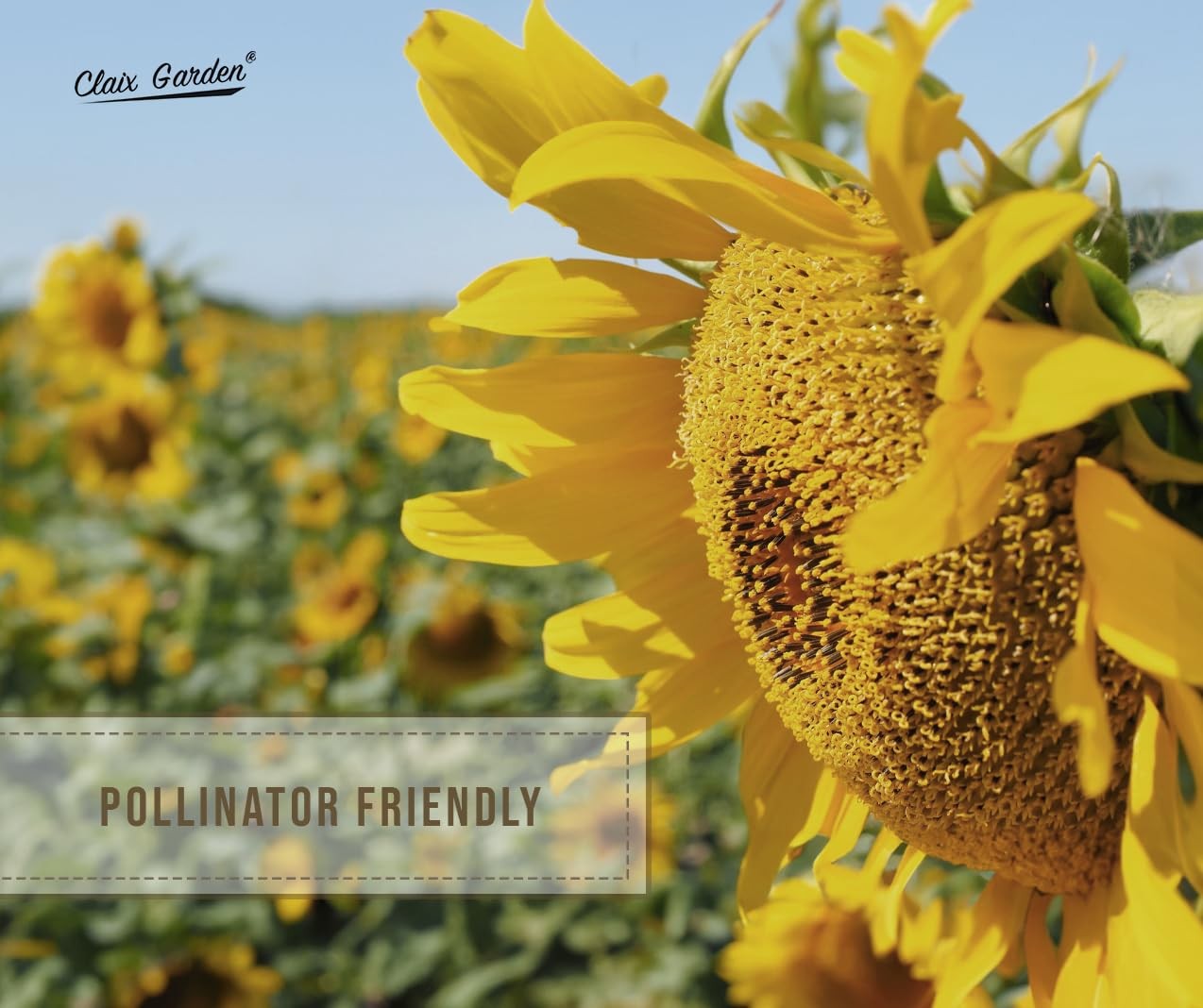 Giant Sunflower Seeds for Planting – Mammoth Grey Stripe – 75 75 Seeds,