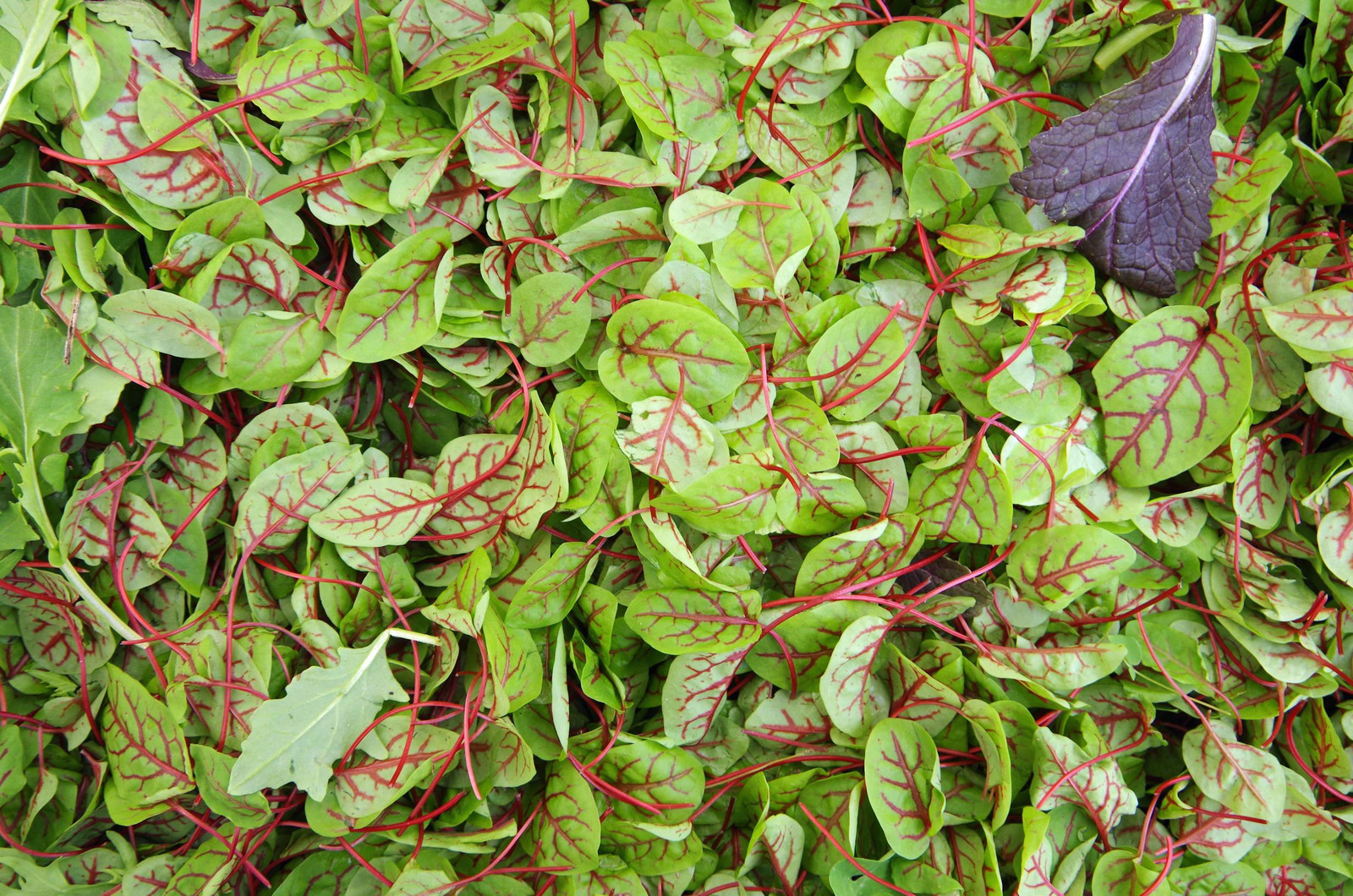 Red Veined Sorrel Seeds, Colorful Salad Greens, Fast Shipping, Tracking Included