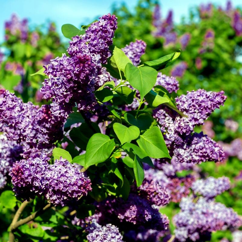 20 Common Lilac Purple Flower Tree Seeds Fragrant Hardy Perennial Garden Plant