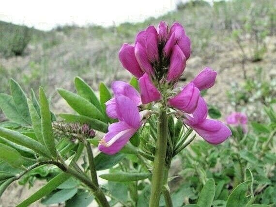51+UTAH Northern SWEETVETCH Seeds Native Wildflower Drought Heat Cold Poor Soils