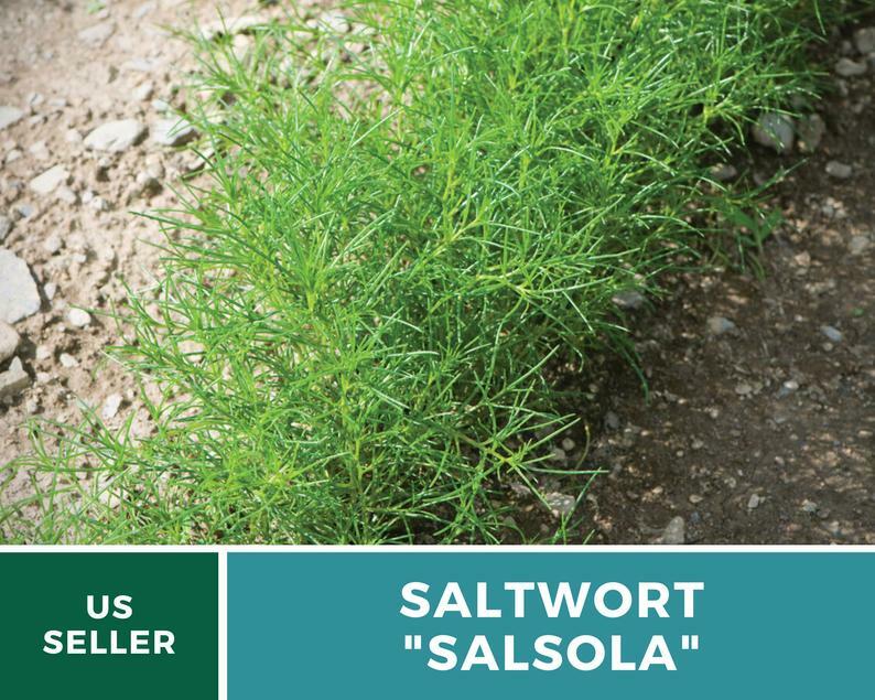 Saltwort – Salsola – 50 Seeds – Culinary & Medicinal Herb – GMO Free