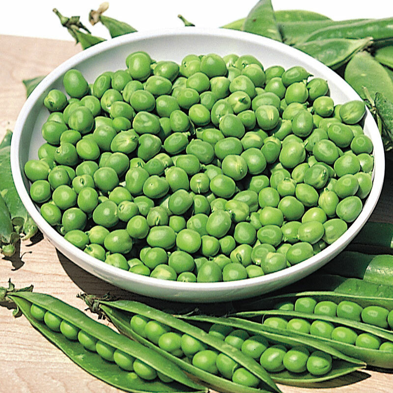 pea, LITTLE MARVEL green garden bush 100 SEEDS GroCo # buy US USA
