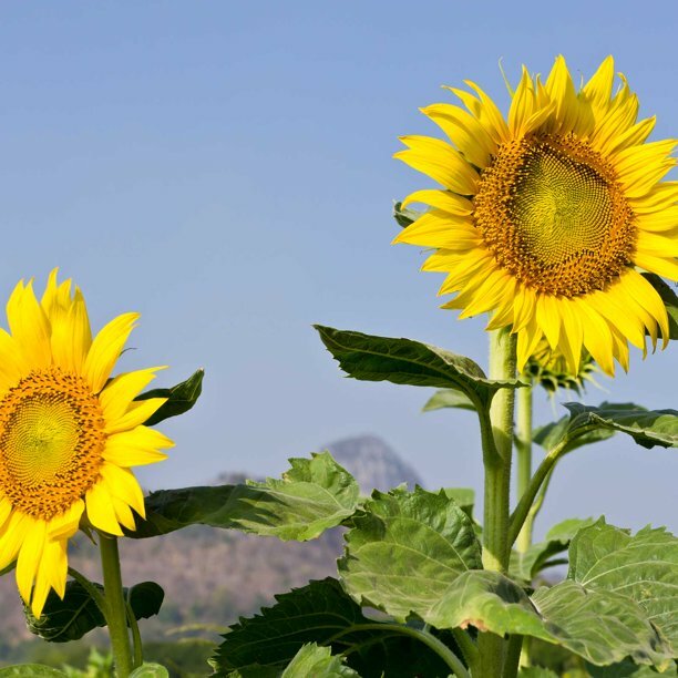 Mammoth Grey Stripe Sunflower Seeds 25 Ct Flower Heirloom ANNUAL FREE SHIPPING