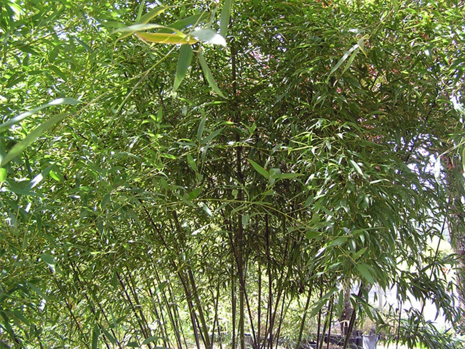 100 Spotted Bamboo Seeds Perennial Ornamental Seed Privacy Shots US SELLER