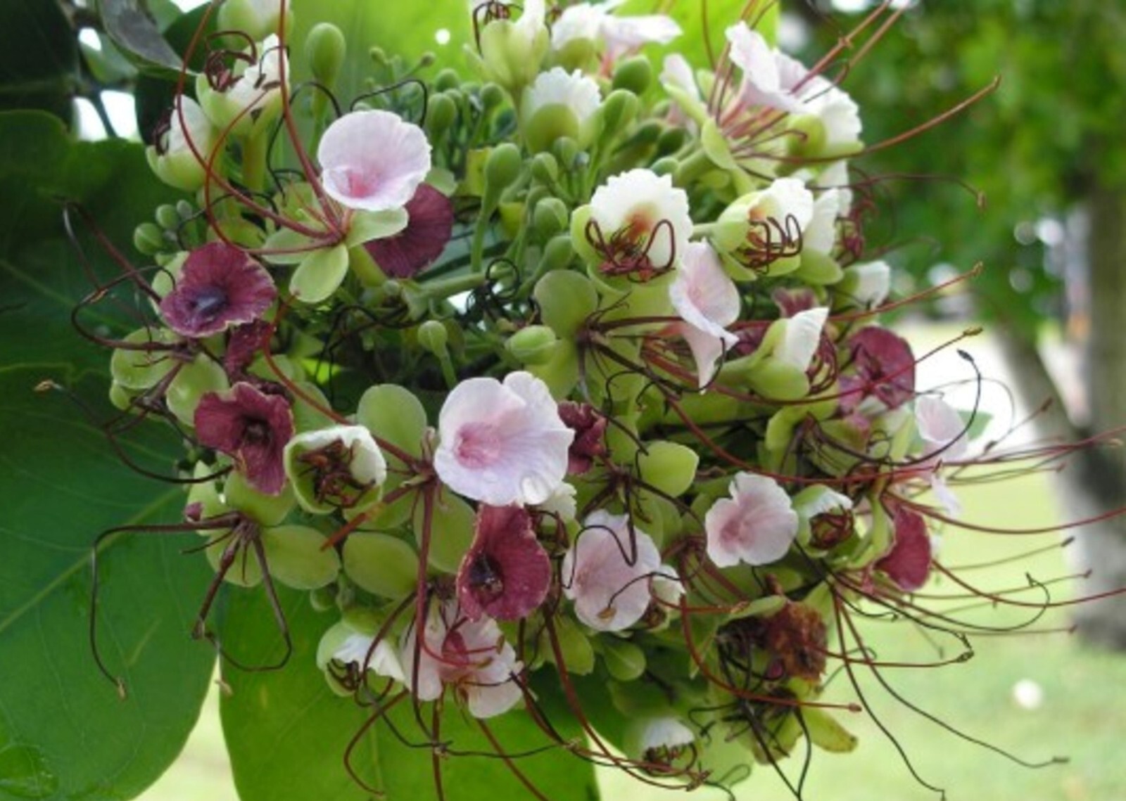 Intsia Bijuga Tree 1 Large Seed Fragrant Flowering Moluccan Ironwood Borneo teak