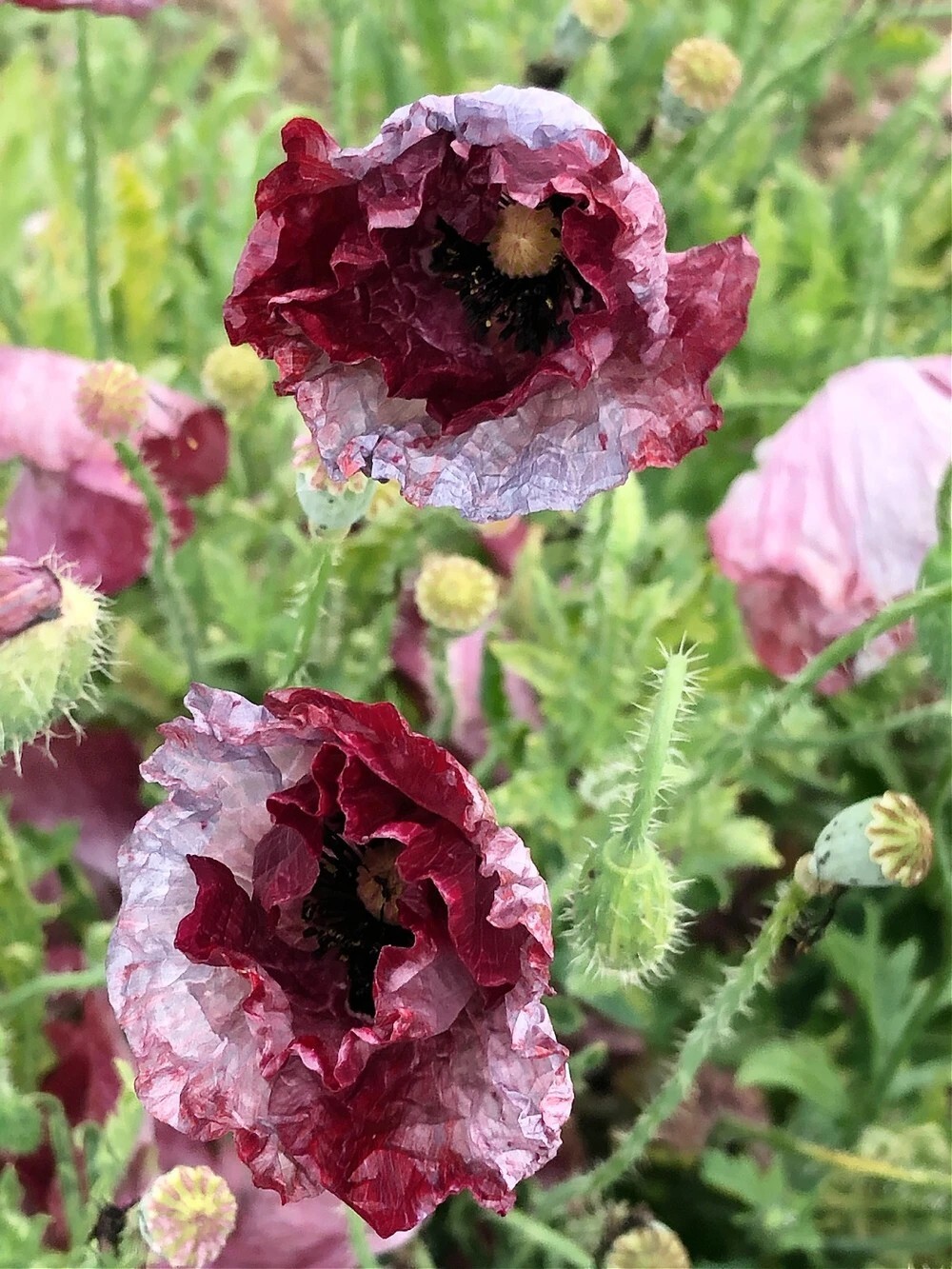 50+ Pandora Poppy seeds