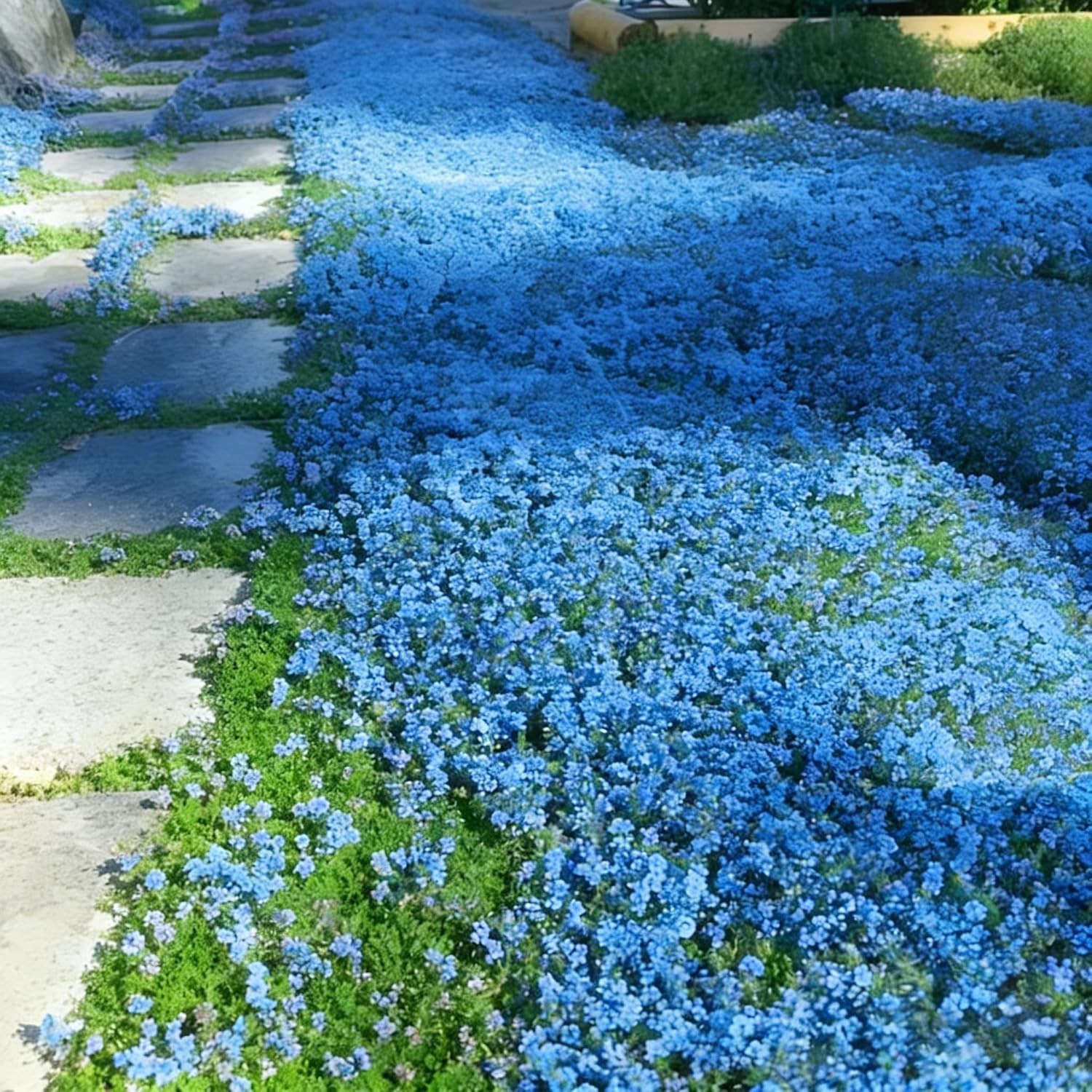 20000+ Perennial Creeping Thyme Seeds Wild Creeping Thyme Seeds for Planting