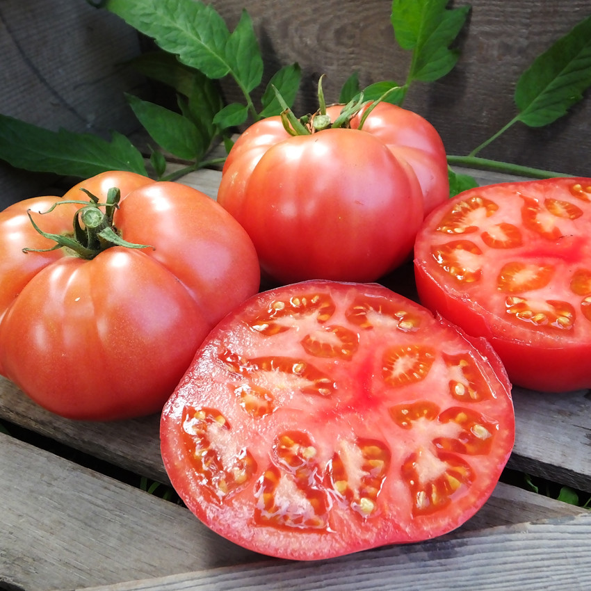 *NEW* *2024* ORGANIC DAMSEL F-1 TOMATO 10 FRESH SEEDS RICH TANGY HIGH RESISTANCE