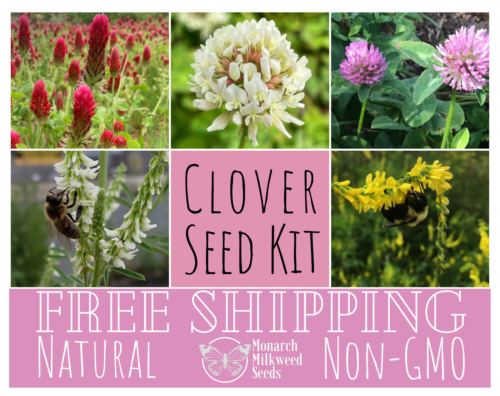 CLOVER SEED KIT | 5-PACK VARIETY | Pollinator Flower Gardening for Butterfly/Bee