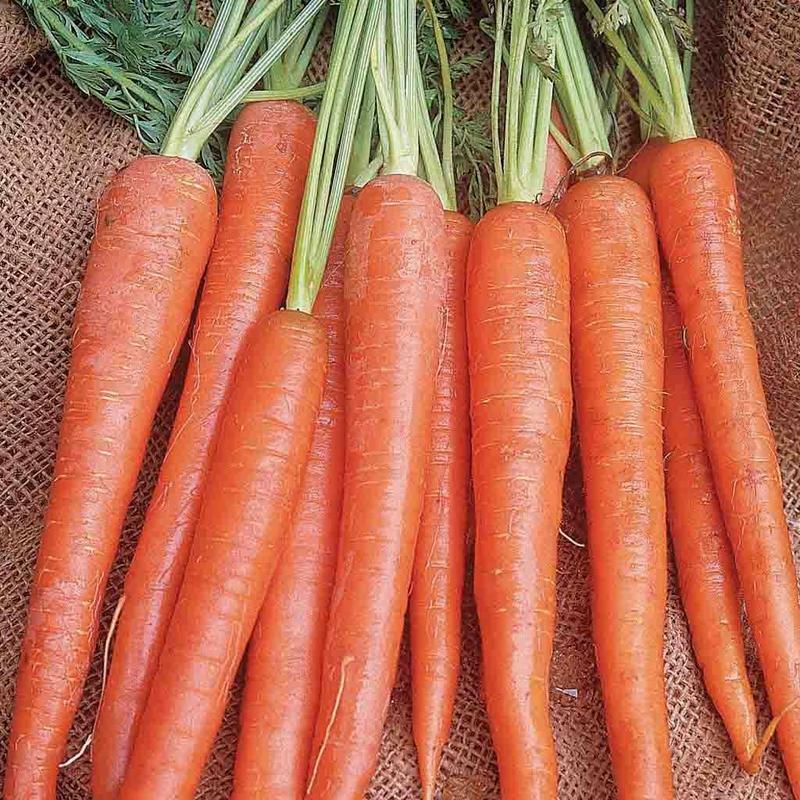 Imperator 58 Carrot Seeds 2000+ Vegetable Garden Heirloom NON-GMO FREE SHIPPING