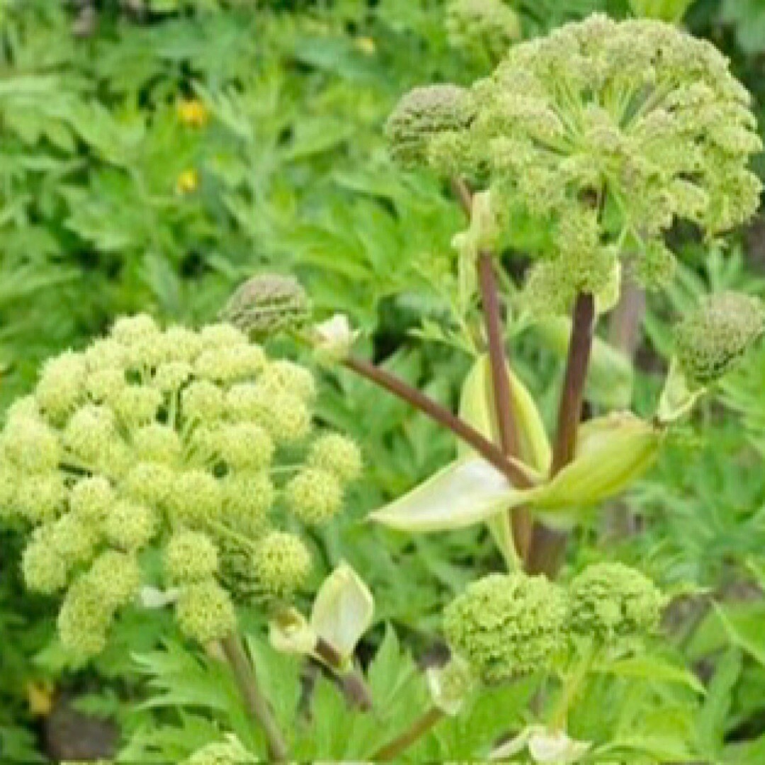 30 SEEDS ANGELICA HOLY GHOST Biennial Culinary Licorice Fragrant Non-GMO
