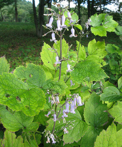 Clematis stans | Asian Clematis | Kusabotan | 5 Seeds