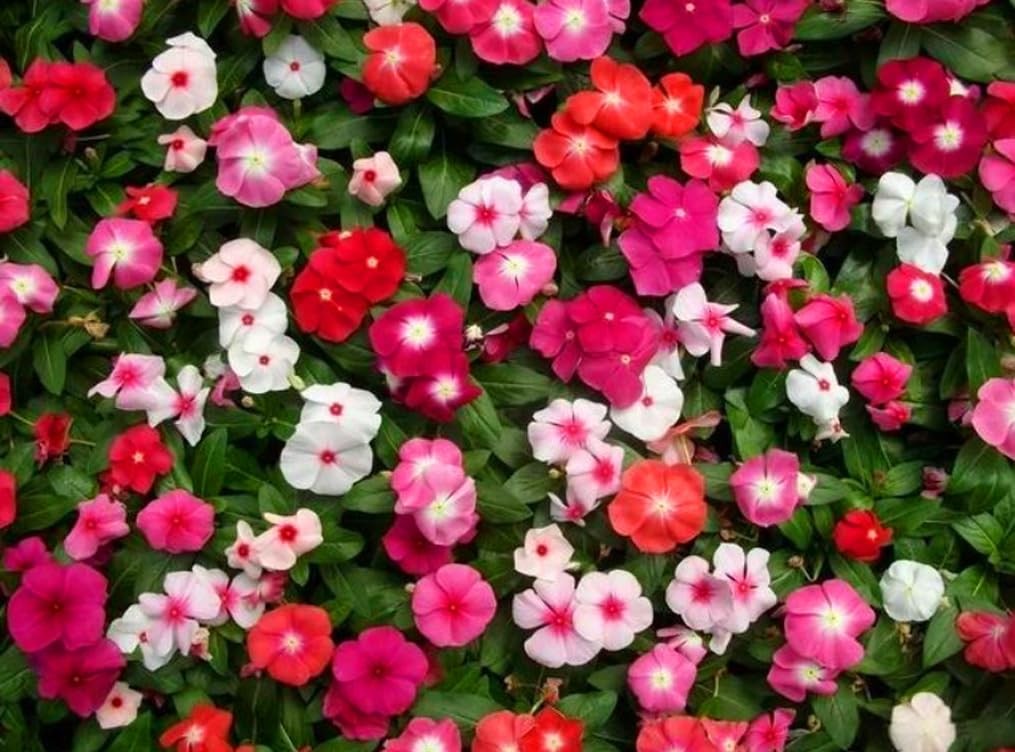 100PCS Mixed Vinca Minor Seeds Periwinkle Home Garden Seeds Heirloom Flower