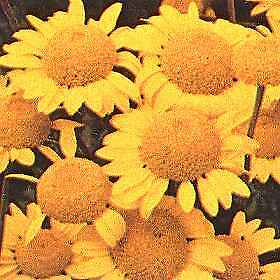 Anthemis sancti-johannis 1,000 seeds