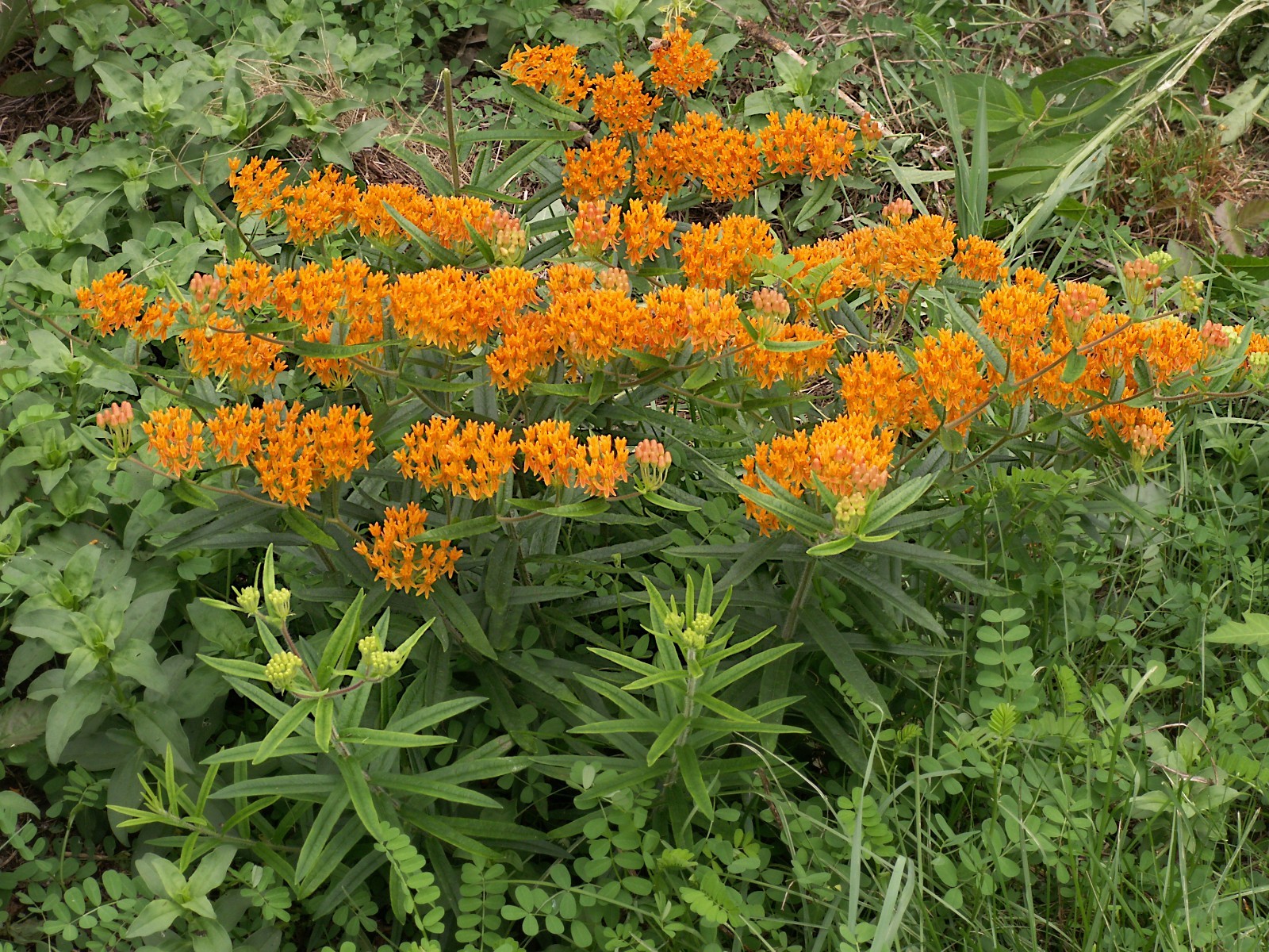 Butterfly Milkweed Seeds Texas Native Seeds Asclepias Tuberosa Pollinator Seeds