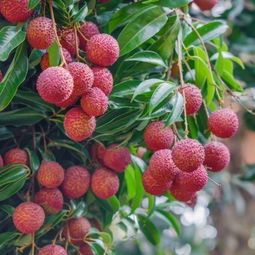 Lychee, Litchi Chinensis – 1 seedling about 6 inches