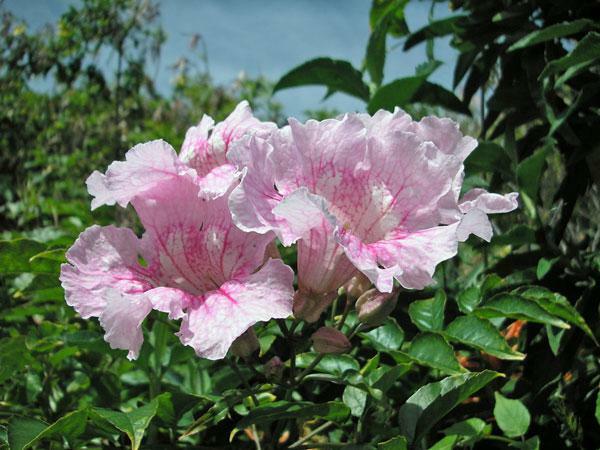 Podranea ricasoliana | Pink Trumpet Vine | Zimbabwe Creeper | 20 Seeds