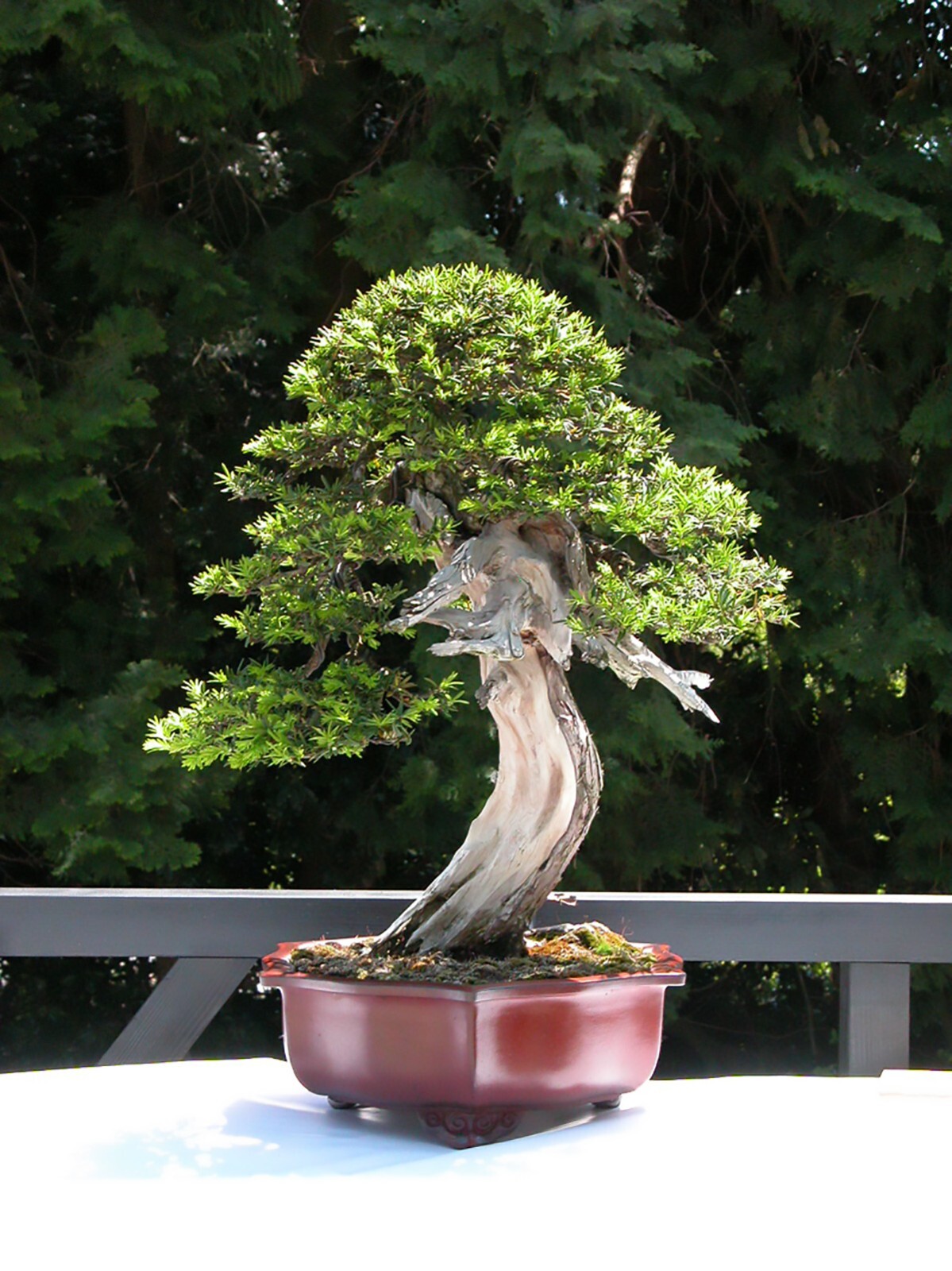 English Yew, Taxus baccata, Tree Seeds (Evergreen, Topiary, Bonsai)