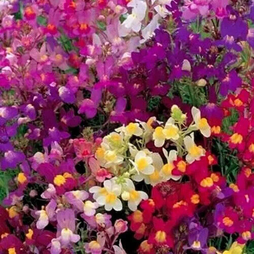 SNAPDRAGON SEEDS 10000+ NORTHERN LIGHTS MIX annual CUT FLOWERS FREE SHIPPING