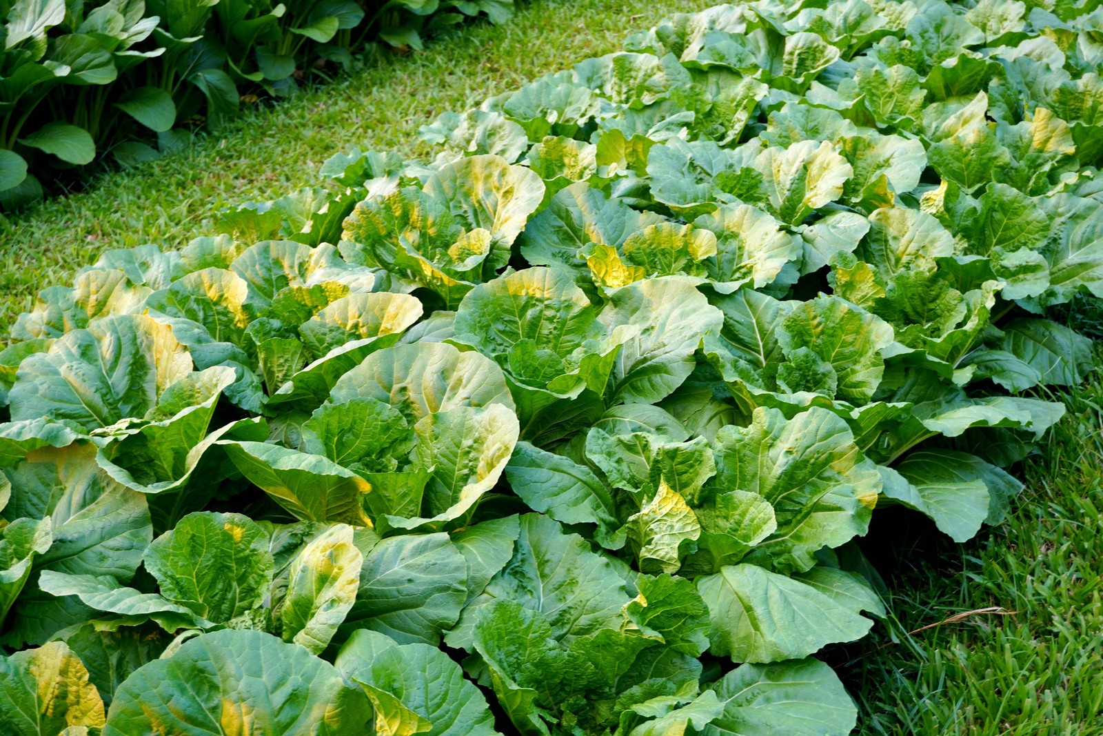 3000 FLORIDA BROADLEAF MUSTARD Brassica Juncea Herb Vegetable Seeds *Combined SH