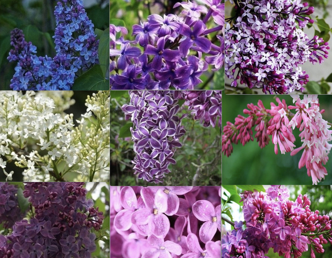 20 EXOTIC LILAC SEEDS for garden rare bloom flower plant bush USA SELLER USPS