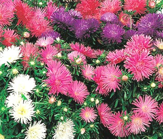 251+CHINA ASTER POWDER PUFF Mix Seeds Cut Flowers Summer Fall Garden Container