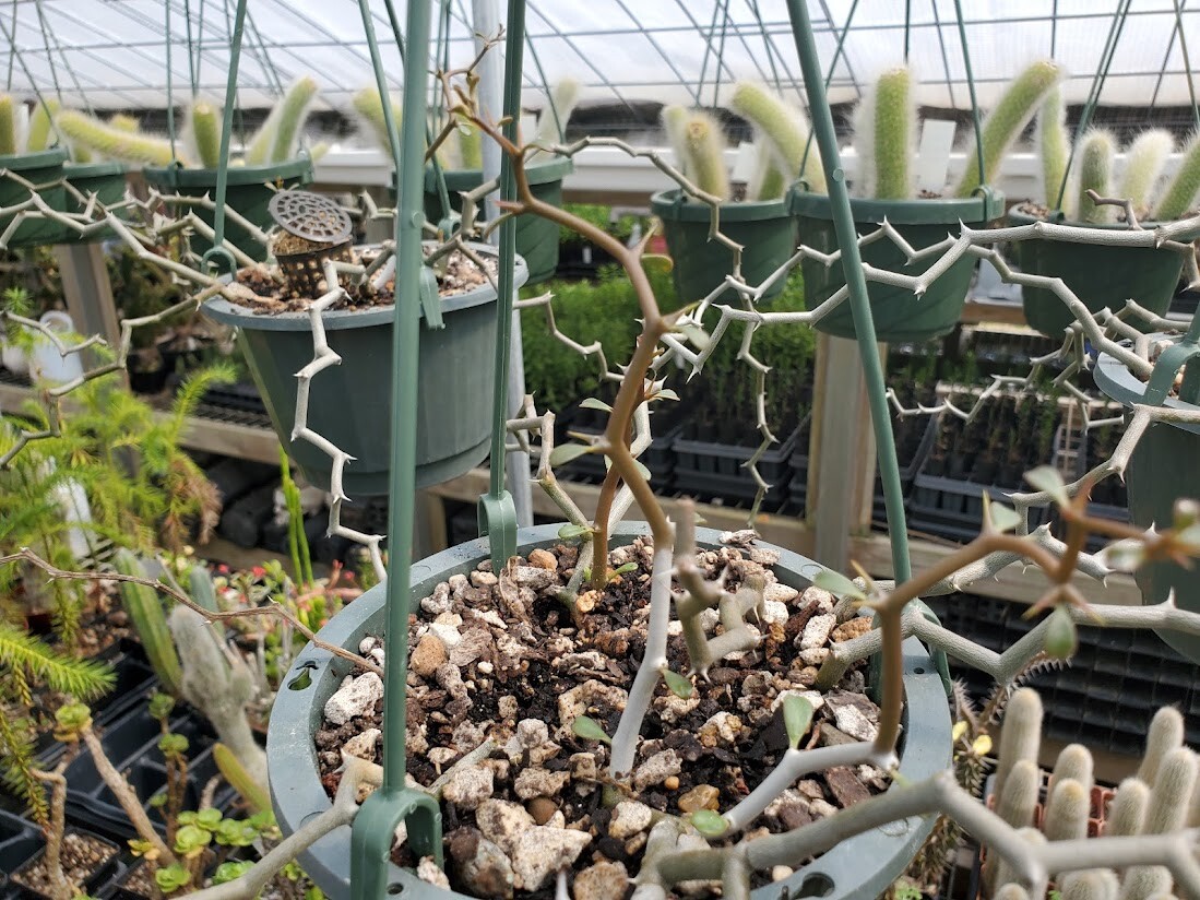 Decarya madagascariensis – Zig Zag Plant – Madagascar – 1 Rooted Branching
