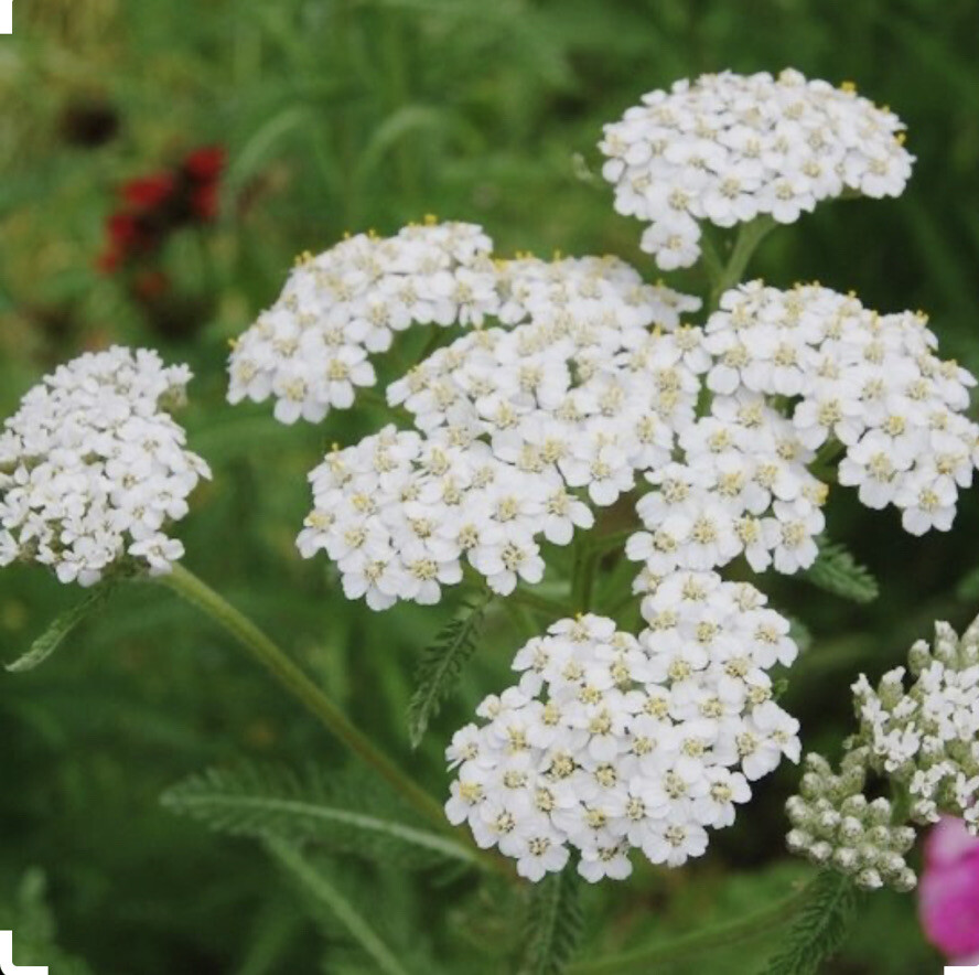 500 Plus White Yarrow Seeds-perennial-Non Gmo
