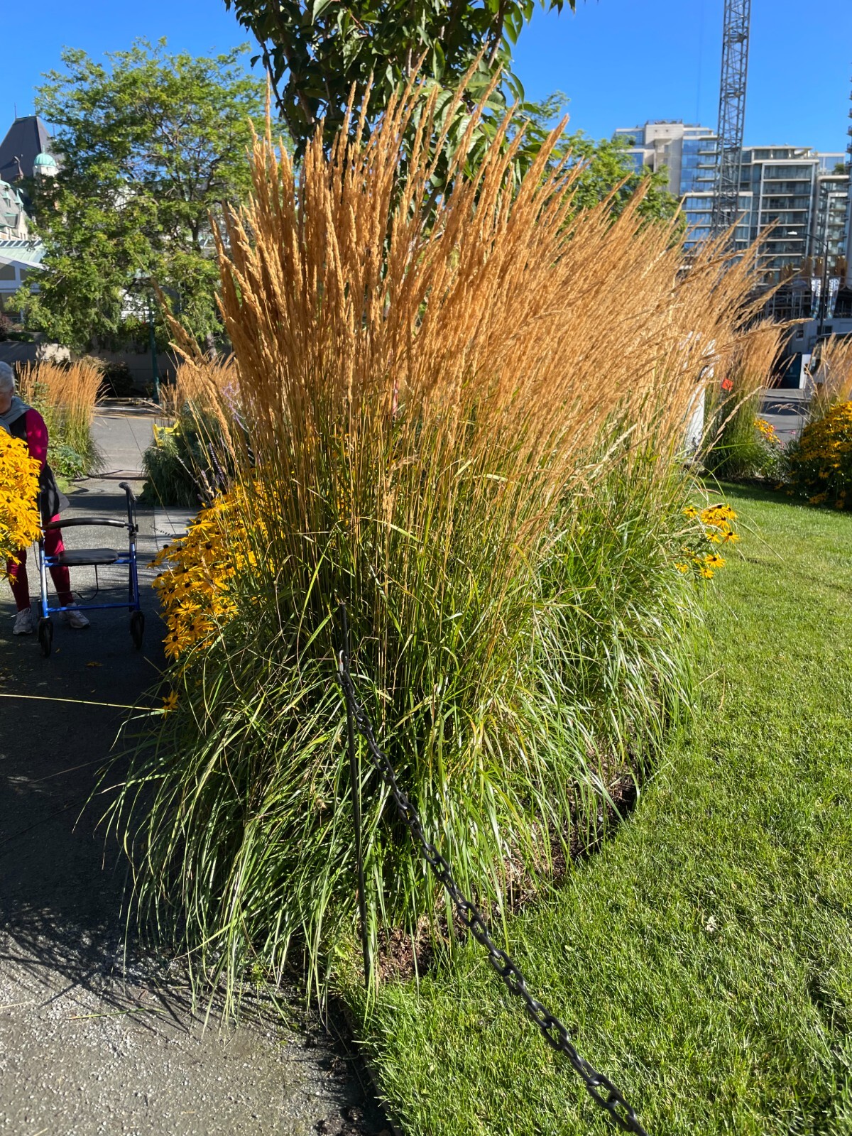 Calamagrostis x acutiflora | Feather Reed Grass | 20 Seeds